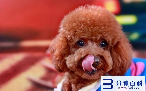 泰迪可以吃芒果吗(泰迪可以吃什么水果)插图7 泰迪可以吃芒果吗(泰迪可以吃什么水果)插图7