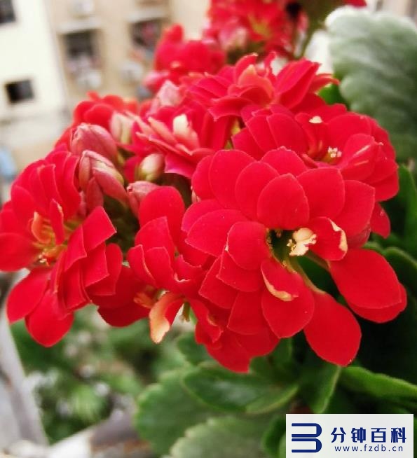 花名字_花名字大全集 100种插图21 花名字_花名字大全集 100种插图21